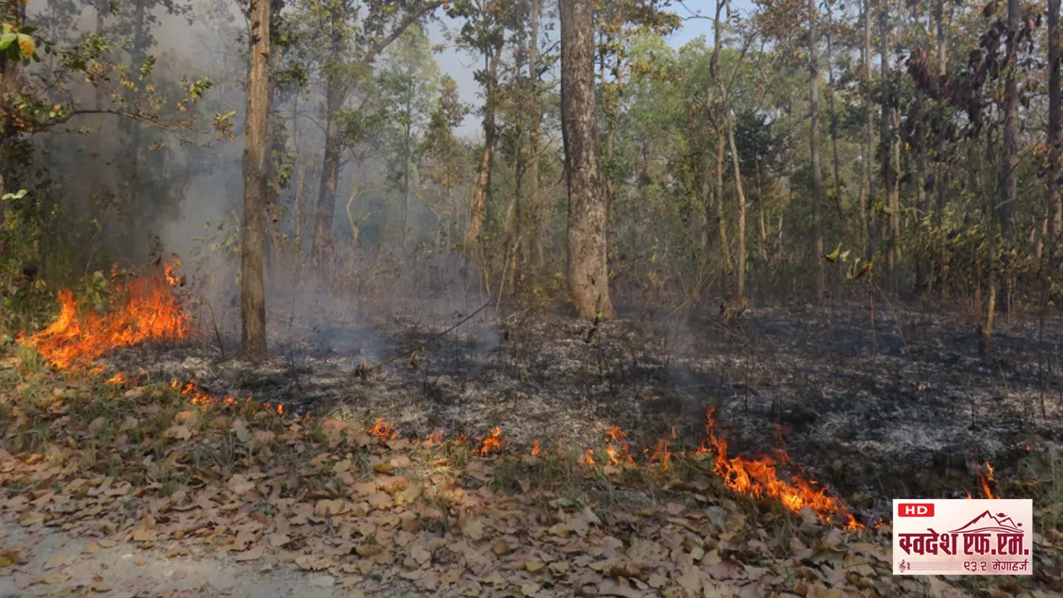 forest fire